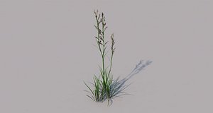 flora grass nature model