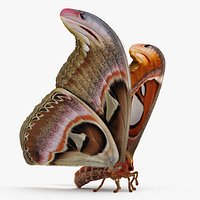 Saturniid Moth Attacus Atlas with Fur 3D Model