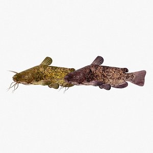 bullhead catfishes fish 3D
