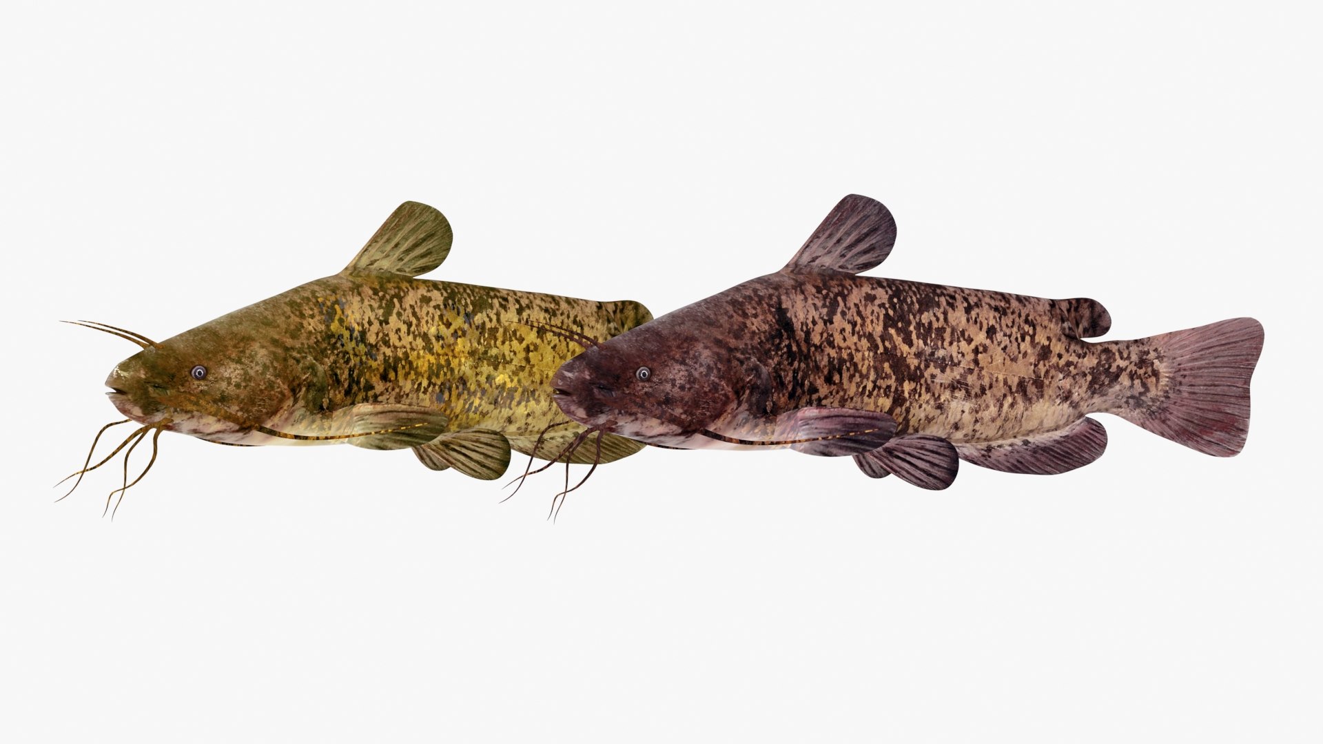 Bullhead Catfishes Fish 3D TurboSquid 1700102   Bullheadcatfish 01 