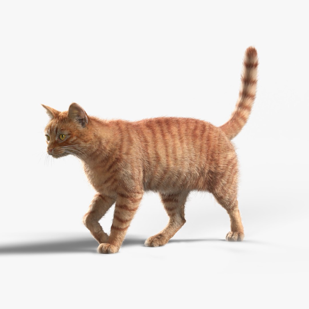 Orange Cat Animated 3D model TurboSquid 2008214