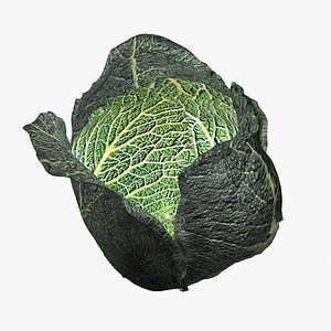 Savoy cabbage
