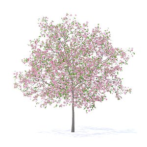 3D plum tree 5 2m model