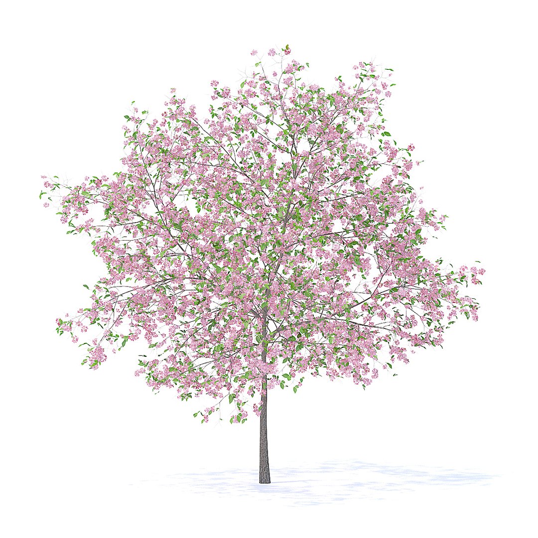 3D Plum Tree 5 2m Model - TurboSquid 1253136