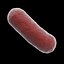 Bacteria  [Bacillus]