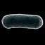 Bacteria  [Bacillus]