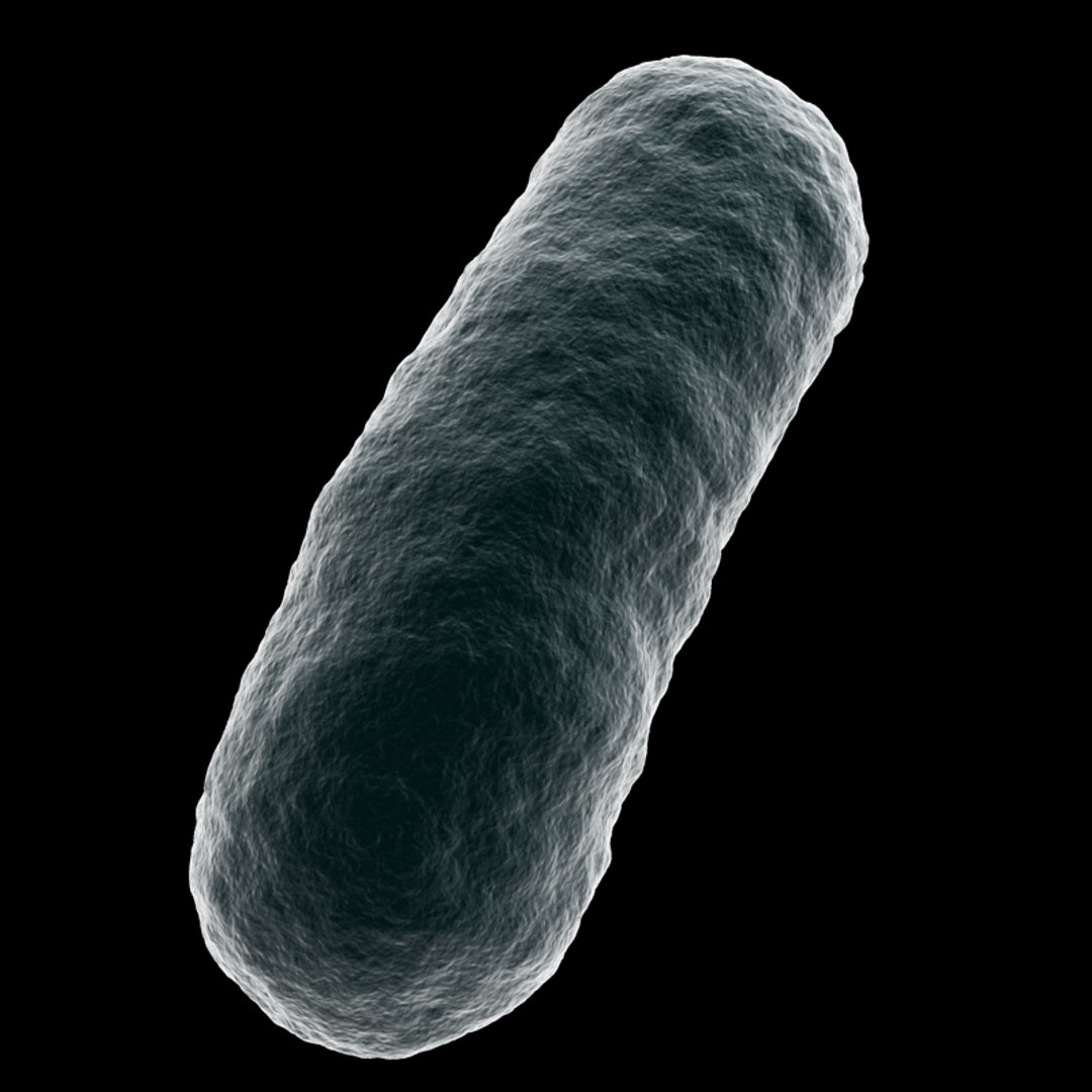 bacterium electron microscope 3d 3ds https://p.turbosquid.com/ts-thumb/Y4/ShbzhF/e3GGFqSN/bac_03/jpg/1154815284/1920x1080/fit_q87/eb5147b008cef24b254d0216576ae444063bc6e1/bac_03.jpg