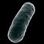 Bacteria  [Bacillus]