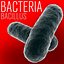 Bacteria  [Bacillus]