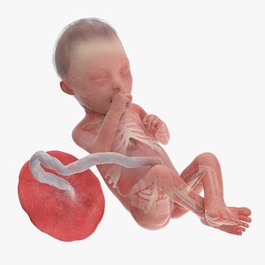 3D model Fetus Anatomy Week 25 Animated