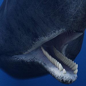 3D sperm whale cachalot