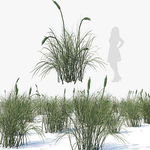 3D Broadleaf Bulrush cluster