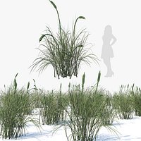 Broadleaf Bulrush cluster