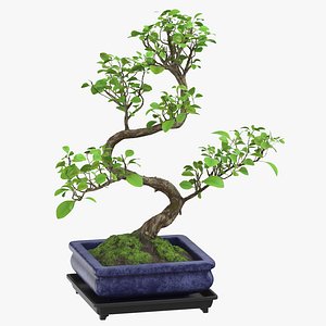 bonsai tree 02 3D model