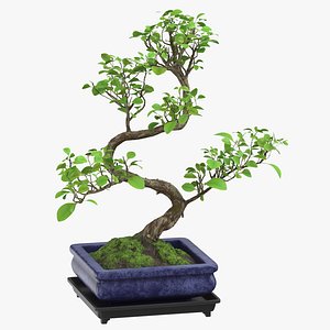 Bonsai Tree 02