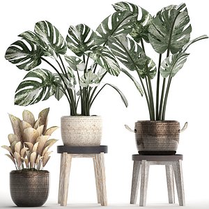 3D exotic plants monstera