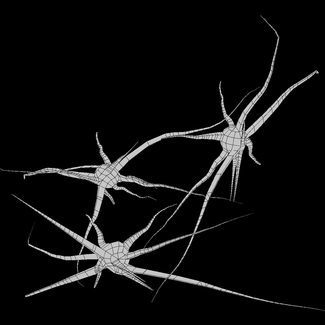3d Model Of 3 Neurons