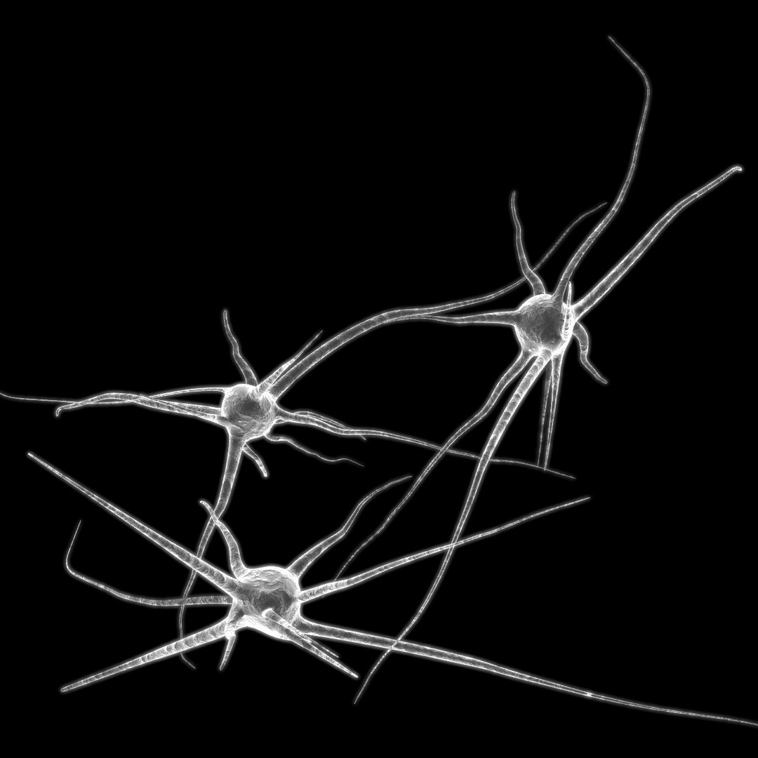3d Model Of 3 Neurons