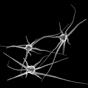 3d model of 3 neurons