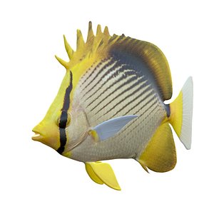 Black Backed Butterflyfish 3D model