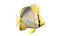 50 Fish Sea Creature Collection v3