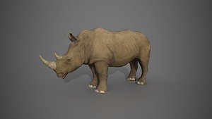 3D African Rhinoceros