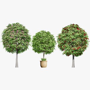 Syzygium Smithii Fruit Plant 3D Asset