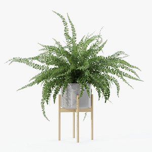 Big fern in modern flower pot 3D model
