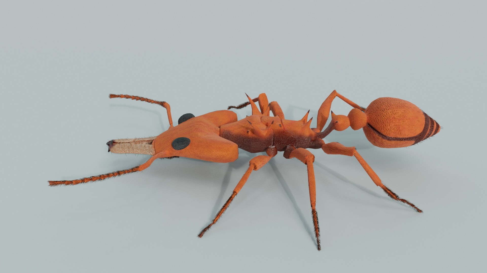 Relastic Daceton Armigerum Ant Rigged Animated 8K Textures 3D model https://p.turbosquid.com/ts-thumb/Y4/ywZ2C3/I1/13a/jpg/1744528419/1920x1080/fit_q87/186dbf57da3a726706e751191ed139afa8c28b34/13a.jpg