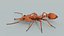 Relastic Daceton Armigerum Ant Rigged Animated 8K Textures