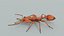 Relastic Daceton Armigerum Ant Rigged Animated 8K Textures