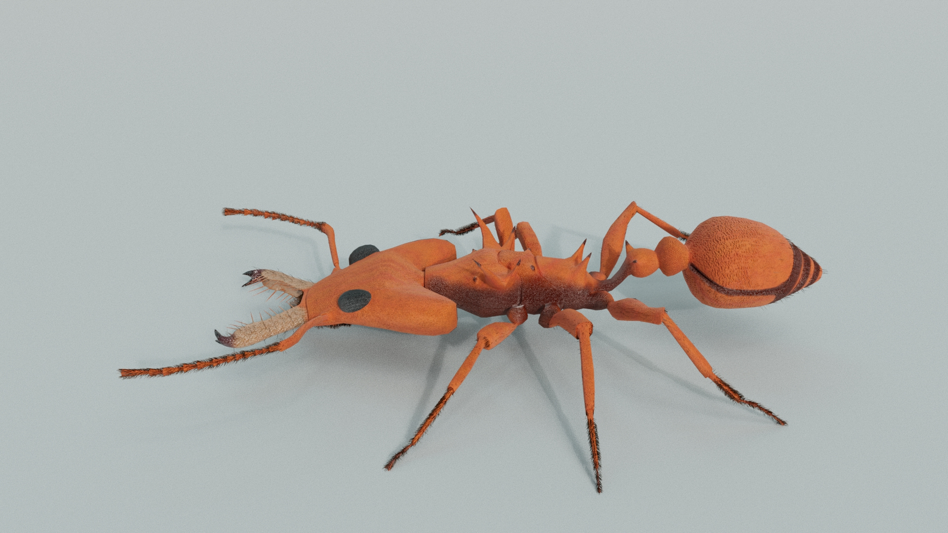 Relastic Daceton Armigerum Ant Rigged Animated 8K Textures 3D model https://p.turbosquid.com/ts-thumb/Y4/ywZ2C3/mz/armigerumdacetonwalking/jpg/1744528562/1920x1080/turn_fit_q99/ca0b7b30dac381ede765d4754022070a355dd061/armigerumdacetonwalking-1.jpg