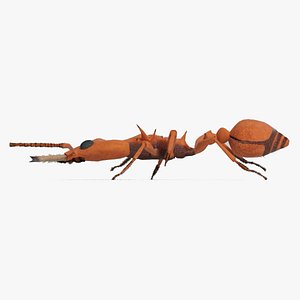 Relastic Daceton Armigerum Ant Rigged Animated 8K Textures