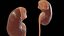 Urinary System
