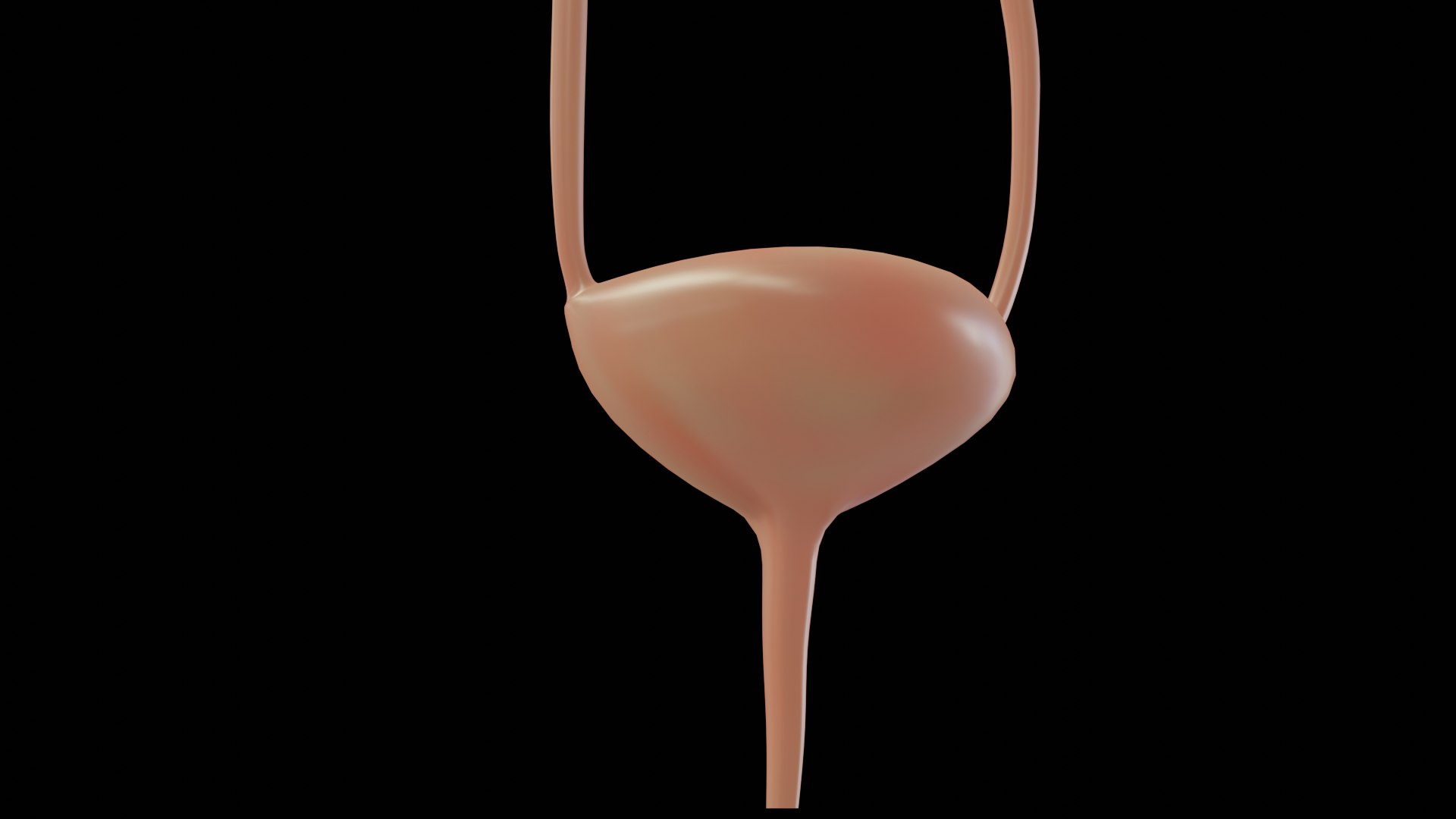 urinary model https://p.turbosquid.com/ts-thumb/Y5/J2edbl/eID2Nij0/presp_othera/png/1567715963/1920x1080/fit_q87/ba2956c4caec7ac51b7eb531cc6ffe4d60504e79/presp_othera.jpg