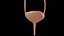 Urinary System