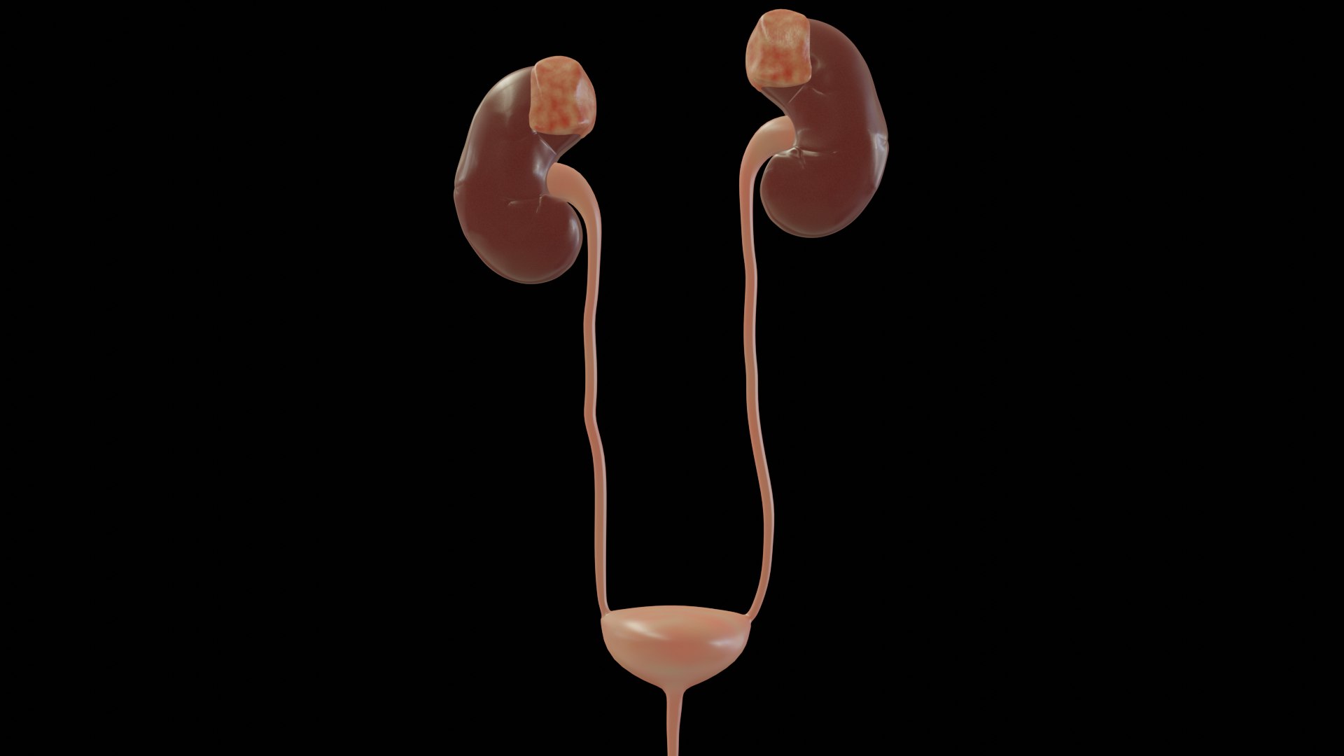 urinary model https://p.turbosquid.com/ts-thumb/Y5/J2edbl/wSogEVSL/portada_dos/png/1567716106/1920x1080/fit_q87/cb69061f1743cf5bbefb69de187161635dc39eab/portada_dos.jpg