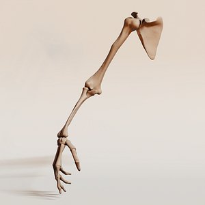 Human Arm Bones Anatomy Model - Detailed Upper Limb Skeleton 3D
