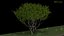 tree 3D model
