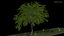 tree 3D model