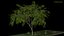 tree 3D model