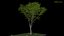 tree 3D model