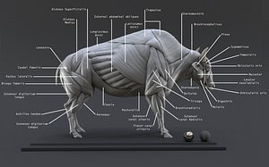 3D digital bison ecorche study