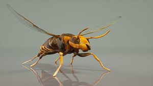Vespa Velutina Variana Wasp