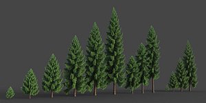 3D model XfrogPlants Morinda Spruce - Picea Smithiana