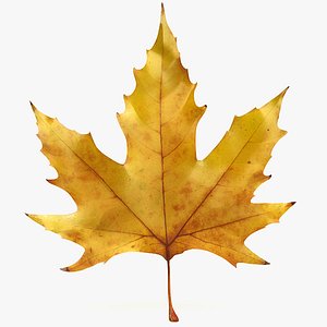 Autumn maple leaf v3