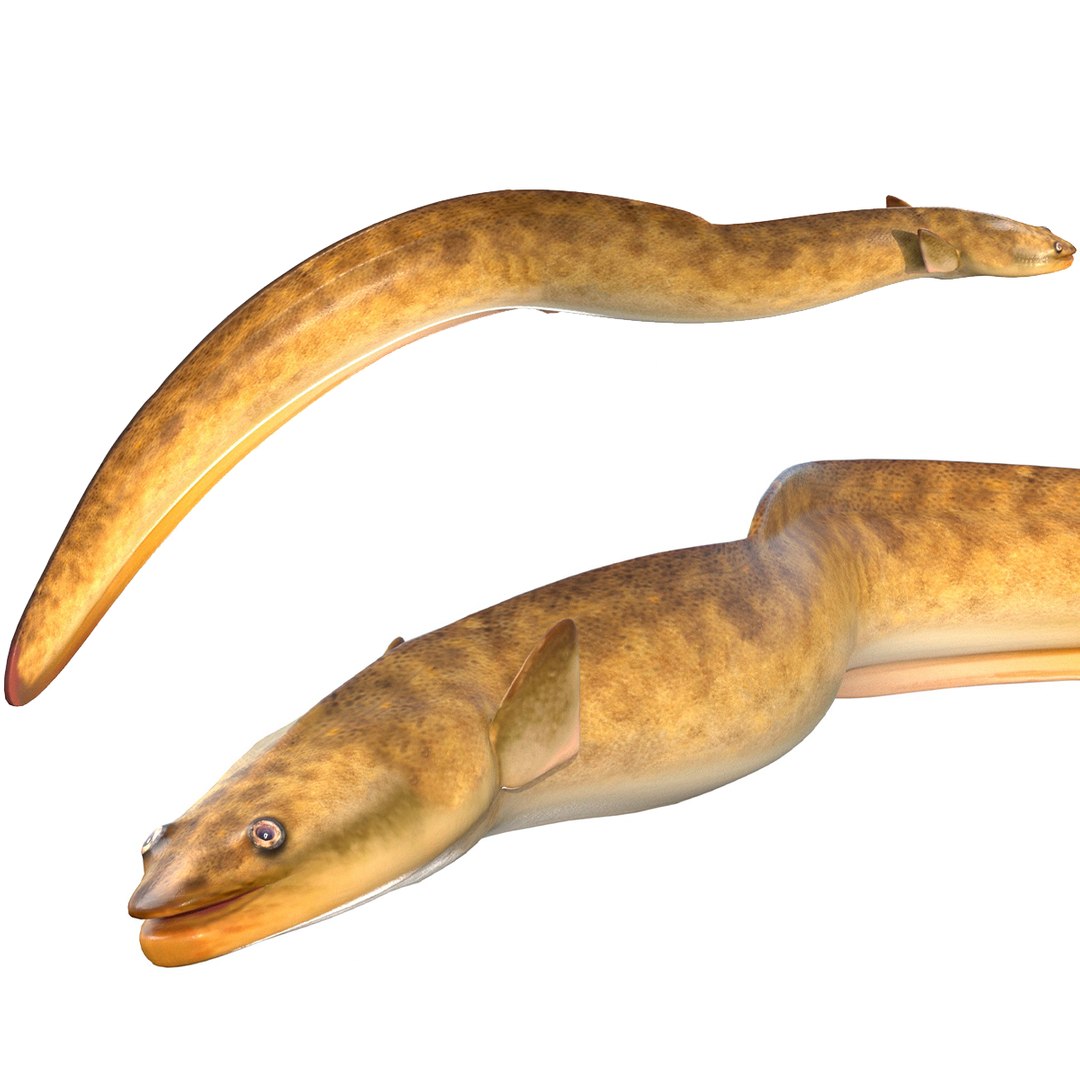 3D Model American Eel Fish - TurboSquid 2511261