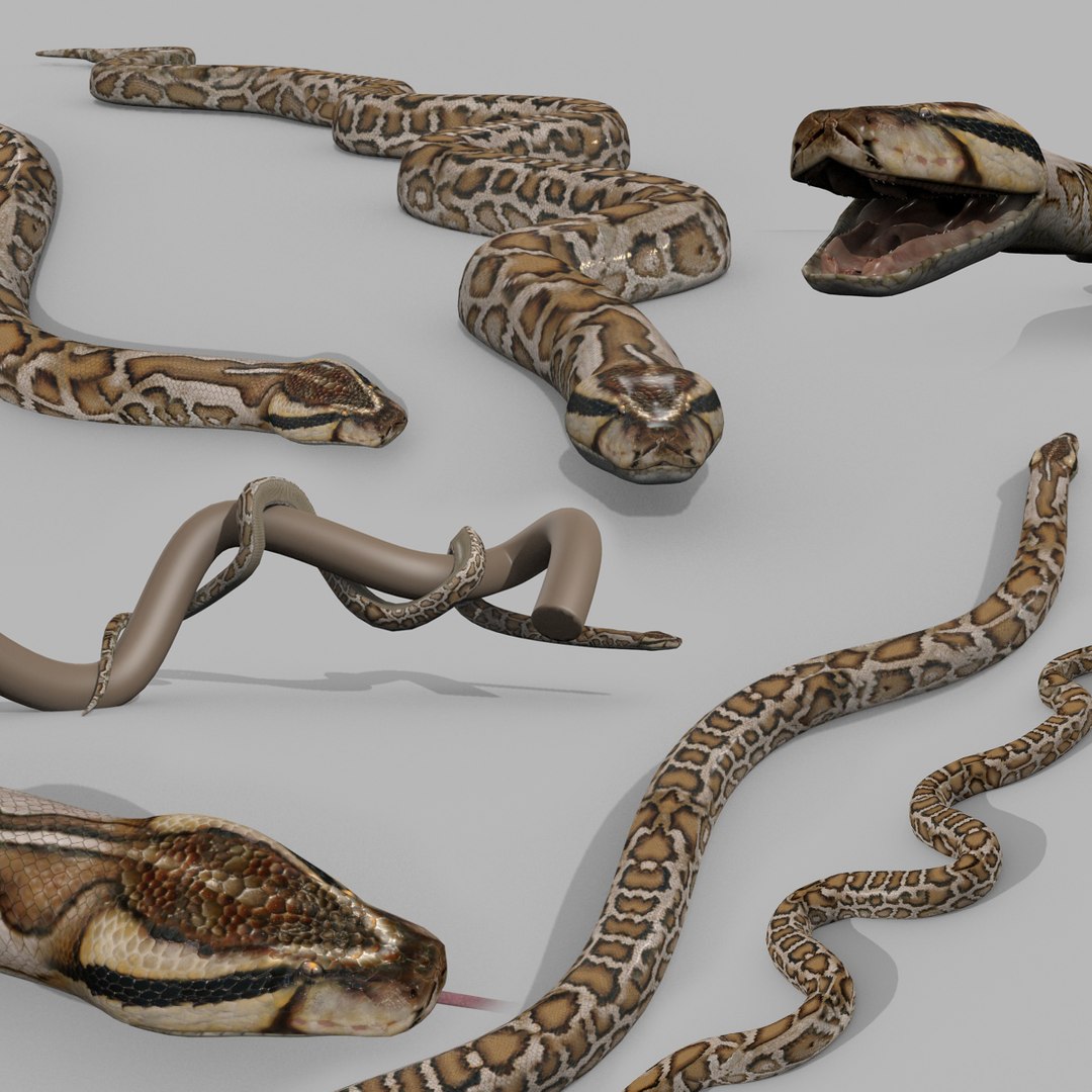 3D Pro Burmese Python Titanoboa Snake - 8k - 3d animated model https://p.turbosquid.com/ts-thumb/Y6/OtisUr/nI/00/jpg/1771375989/1920x1080/fit_q87/45cceb5f743f2bd0b46bce4d36ea56a3c9b0cdc3/00.jpg