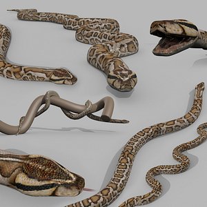 3D Pro Burmese Python Titanoboa Snake - 8k - 3d animated model