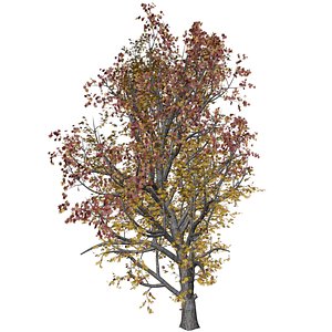 Mountain Maple Tree in Fall - 10 - 3D model